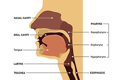 Shutterstock_1587316402-pediatric-post-airway-reconstructive-hoarseness---396x264
