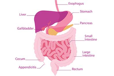 Shutterstock_1750234790-Pancreatitis-396x264