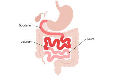 Shutterstock_2355362657-Jujunum-and-Ileum-396x264